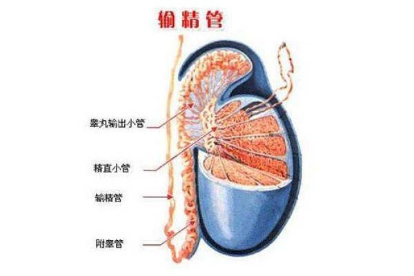 重庆皇家生殖遗传医院(RFG)